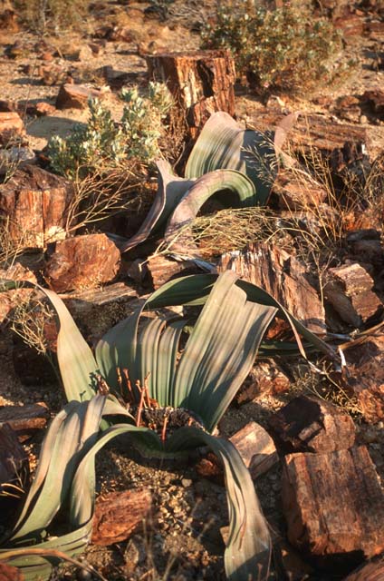 Welwitschia mirabilis
