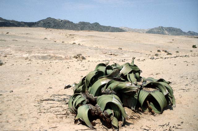 Welwitschia mirabilis