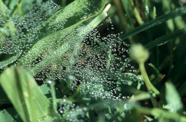 Dew on leaves