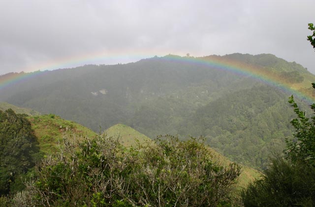 Rainbow - King Country