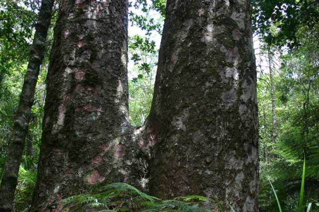 Kauri