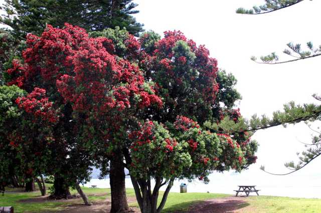 Pohutukawa
