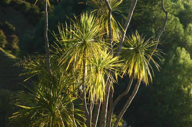 Cabbage Tree