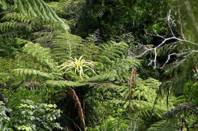 Farnen in NZ